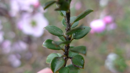 Leptospermum rotundifolium, photograph 6