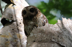 Margarobyas lawrencii