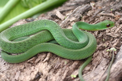 Drymobius chloroticus