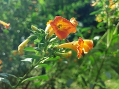 Streptosolen