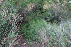 Fumaria muralis muralis