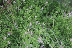 Fumaria muralis muralis