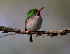 Todus multicolor