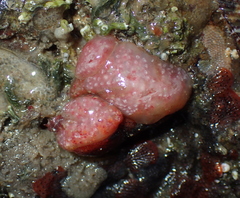 Aplidium elegans