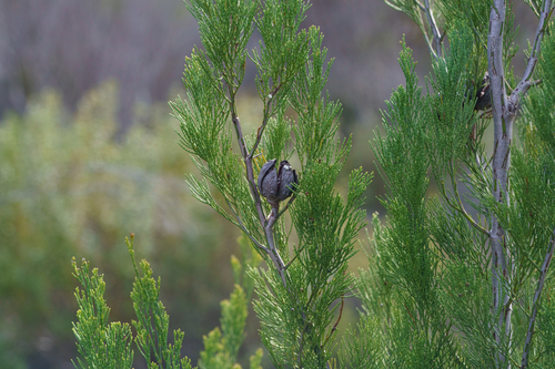 Callitris preissii, photograph 3
