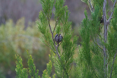 Kym Nicolson, CC BY, iNaturalist via GBIF Callitris preissii, photograph Kym Nicolson, CC BY, iNaturalist via GBIF