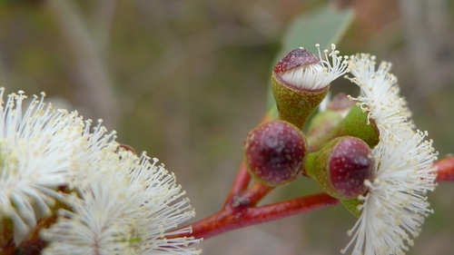 Eucalyptus gregsoniana, photograph 1