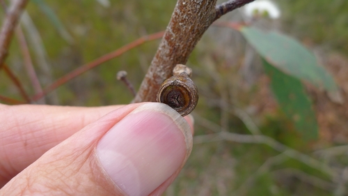 Eucalyptus gregsoniana, photograph 4