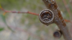 Eucalyptus gregsoniana, photograph (c) John Tann, some rights reserved (CC BY)