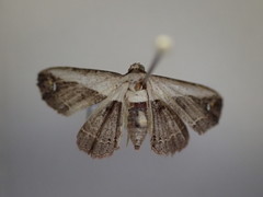 Eugnathia lunifera