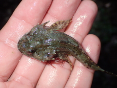 Taurulus bubalis