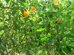 Streptosolen