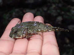 Taurulus bubalis