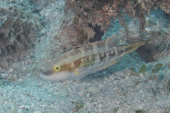 Oxycheilinus bimaculatus