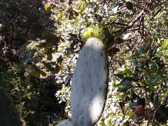 Opuntia robusta