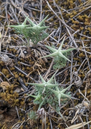 Fumitory-leaved Love-in-a-Mist (Nigella fumariifolia)