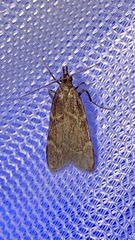 Aglossa electalis