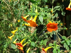 Streptosolen