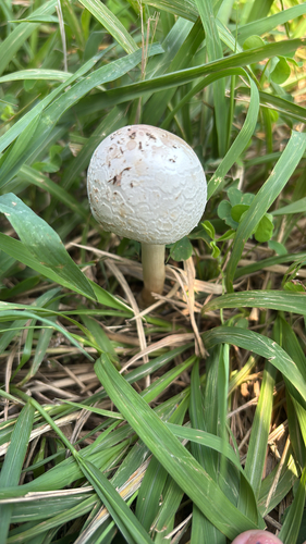 Chlorophyllum molybdites