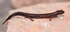 Nototriton lignicola