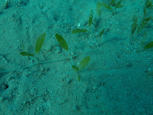 Halophila decipiens observed 2025-08-14