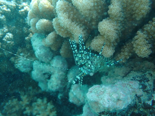 Saron marmoratus observed 2025-08-14