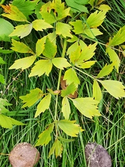 Levisticum officinale