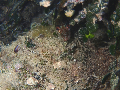 Serranus scriba