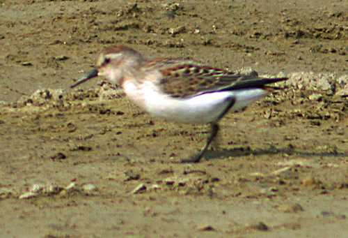 Red-necked Stint