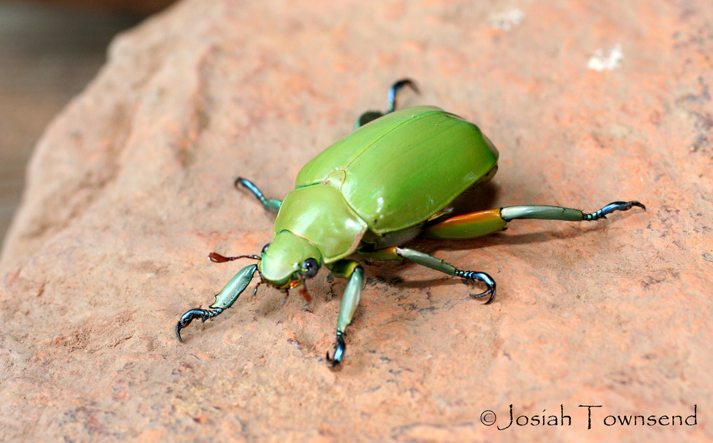 Chrysina cavei