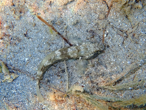 Gobius niger