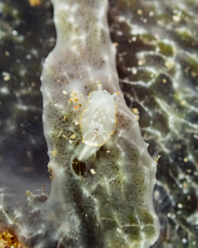 Chromodoris kalawakan