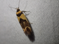 Macrobathra chrysotoxa