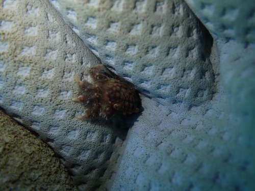 Pilodius areolatus observed 2025-08-14