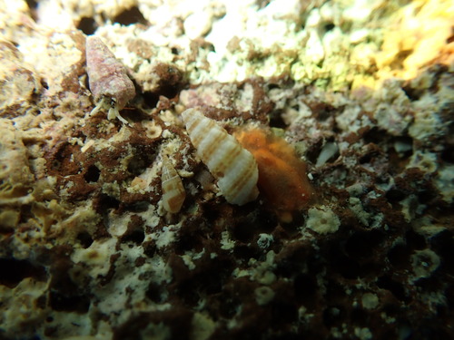 Apataxia cerithiiformis observed 2025-08-14