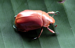 Chrysina