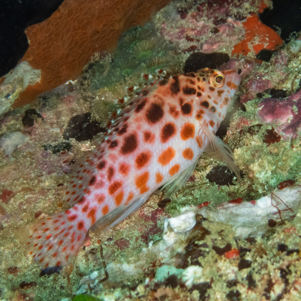 Coral hawkfish
