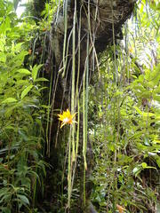 Disocactus aurantiacus