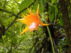 Disocactus aurantiacus