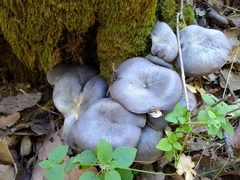 Entoloma medianox
