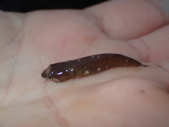 Apletodon dentatus