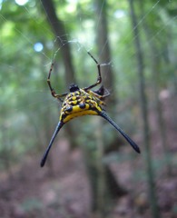 Gasteracantha remifera