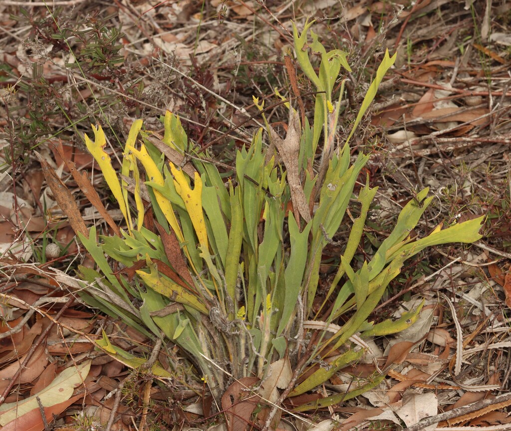Synaphea trinacriformis