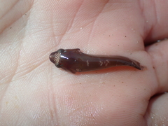 Apletodon dentatus