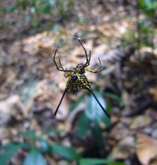 Gasteracantha remifera