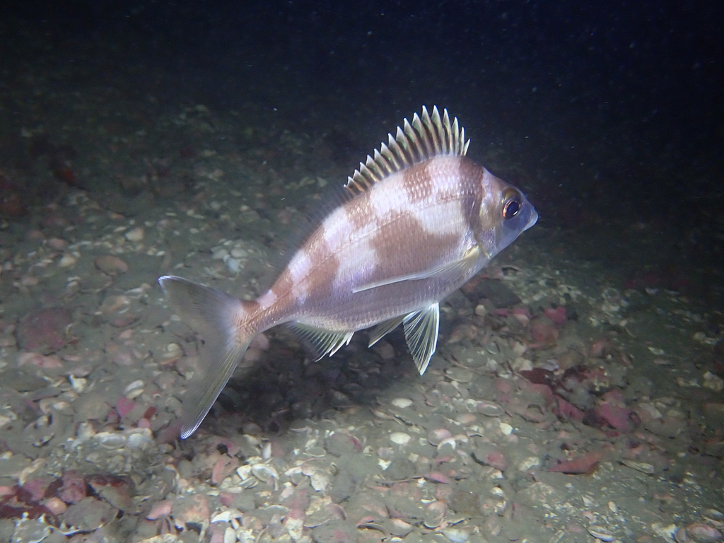 Deep sea perch (Nemadactylus macropterus) — Cheilodactylidae