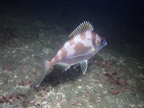 Deep sea perch (Nemadactylus macropterus) — Cheilodactylidae