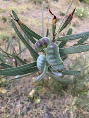 Acacia suaveolens
