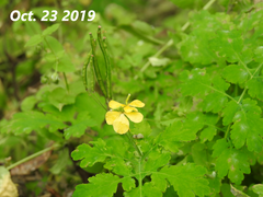 Chelidonium asiaticum