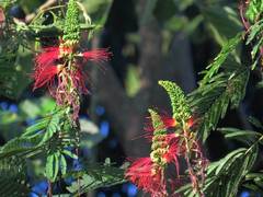Calliandra houstoniana calothyrsus